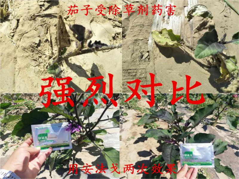 茄子药害用安法戈前后对比.png