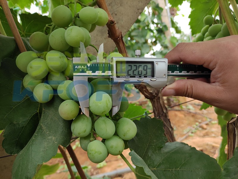 水溶肥-红提用采法特大量元素水溶肥效果1.jpg