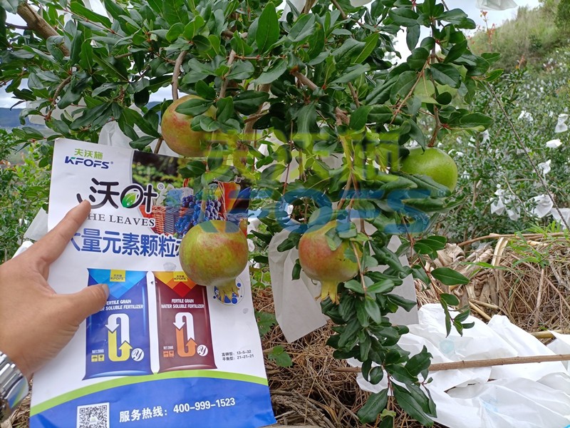 颗粒水溶肥-石榴用沃叶颗粒水溶肥效果.jpg