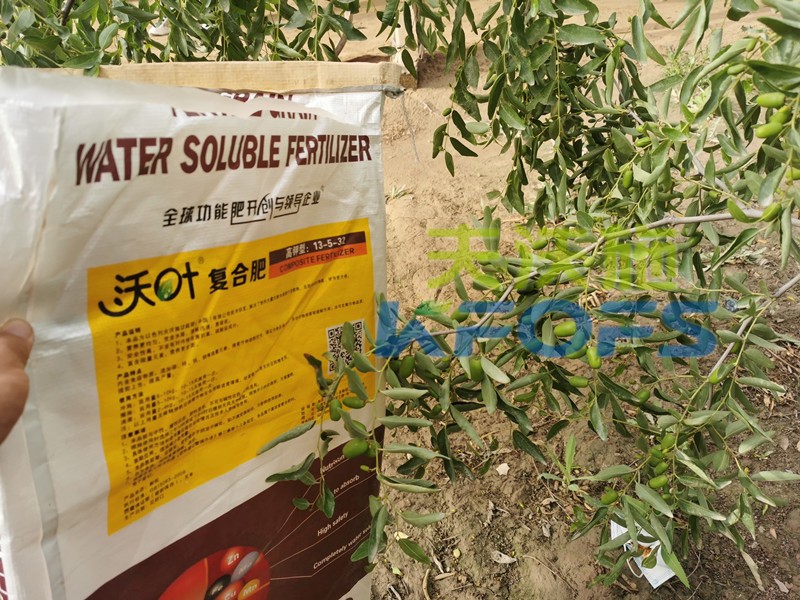 颗粒水溶肥-红枣用沃叶高钾颗粒水溶肥效果1.jpg