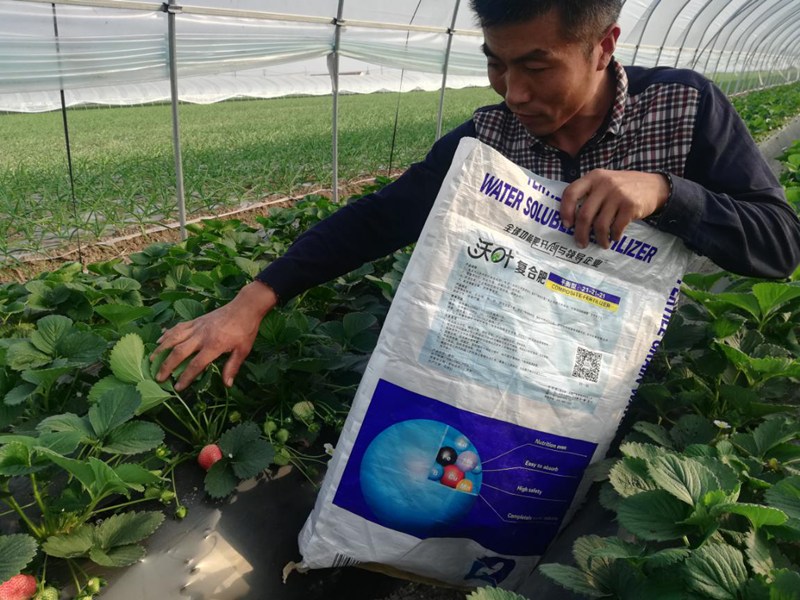颗粒水溶肥-草莓用沃叶颗粒水溶肥效果1.png
