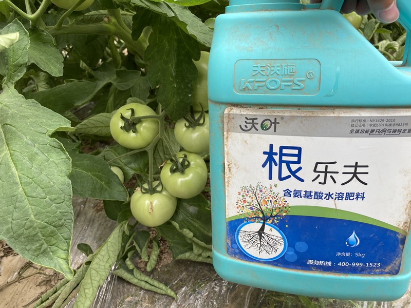 生根剂-西红柿用沃叶根乐夫生根剂效果1.jpg