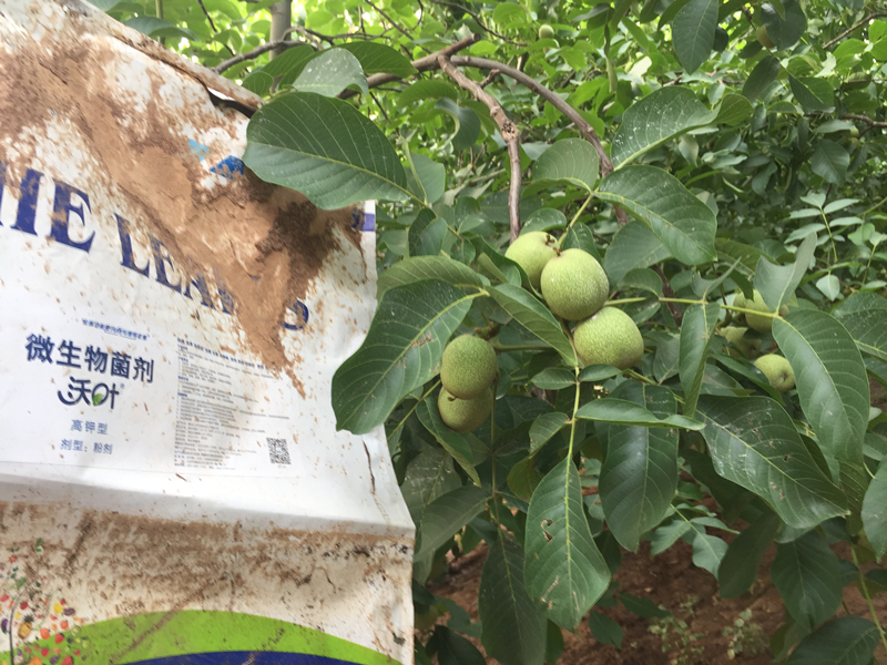 微生物菌剂—核桃用沃叶微生物菌剂效果1.png