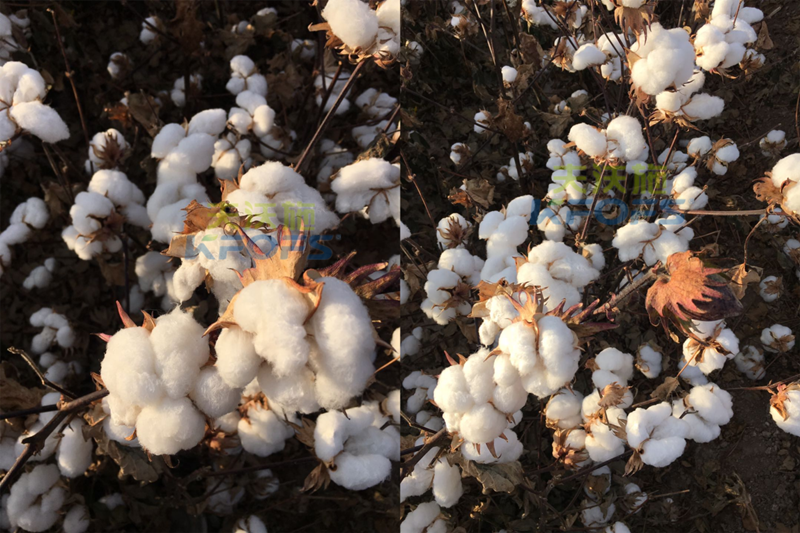 棉花用啥肥料好-沃叶水溶肥系列.png