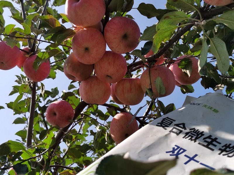 复合微生物肥料-苹果用双十一效果1.jpg