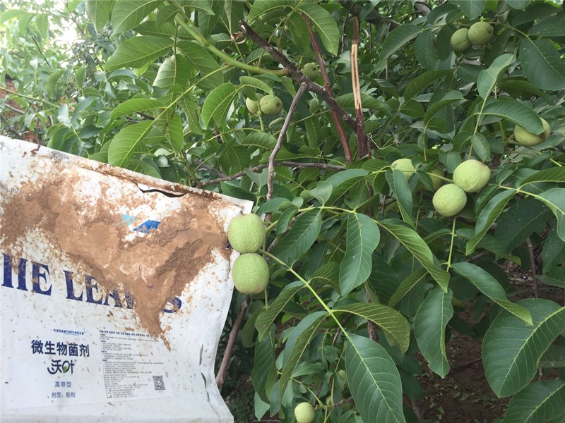 菌剂-核桃用沃叶微生物菌剂效果1.jpg