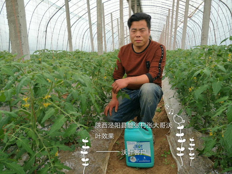 水溶肥-番茄用沃叶水溶肥效果1.png