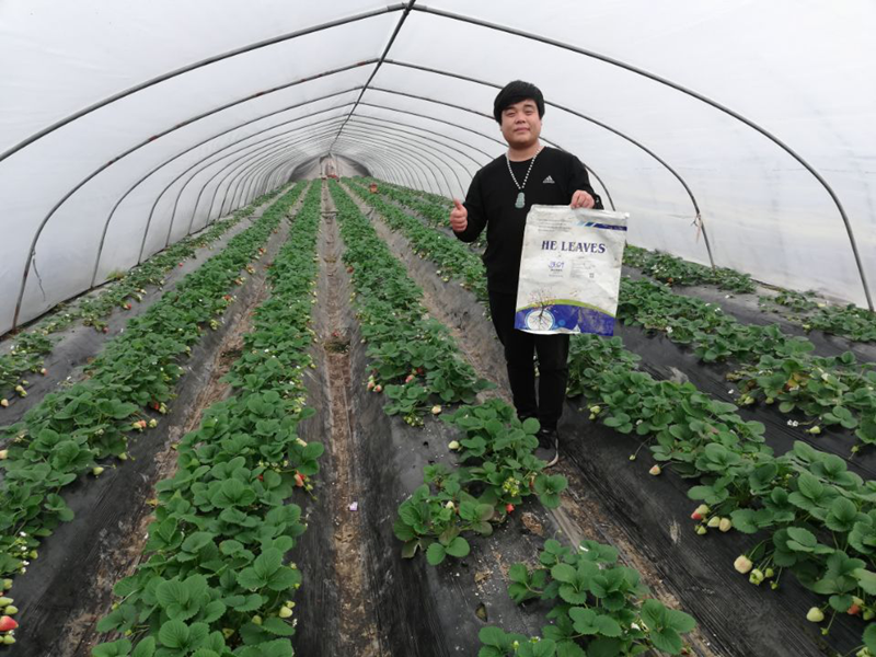 水溶肥-草莓用沃叶水溶肥效果.png