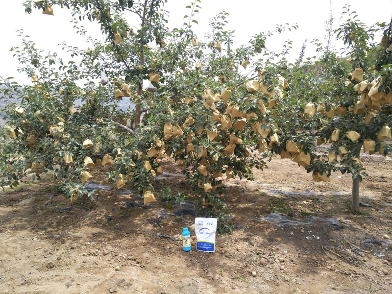 水溶肥-果树用沃叶磷酸二氢钾效果1.png