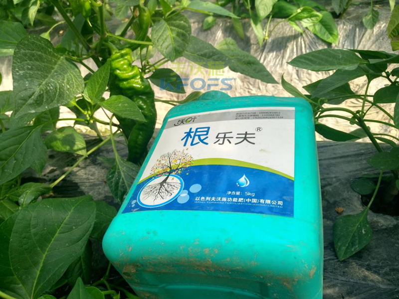 生根剂-辣椒施用沃叶生根剂效果2.png