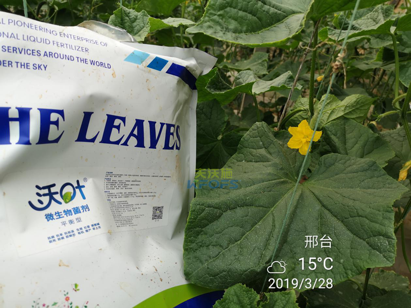 水溶肥-黄瓜施用沃叶微生物菌剂效果.png