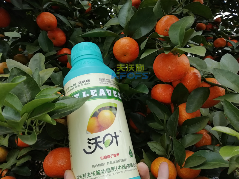 水溶肥-柑橘施用沃叶水溶肥效果.png