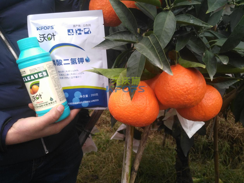 水溶肥-柑橘施用沃叶水溶肥效果1.png