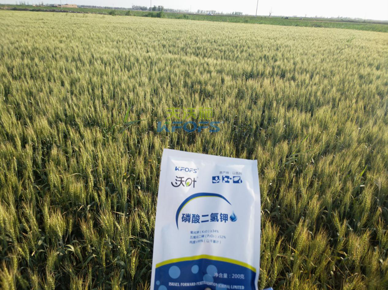 水溶肥-小麦用沃叶磷酸二氢钾效果.png
