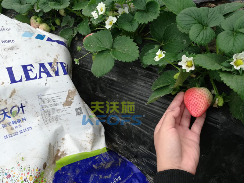 水溶肥-草莓用沃叶水溶肥效果1.png