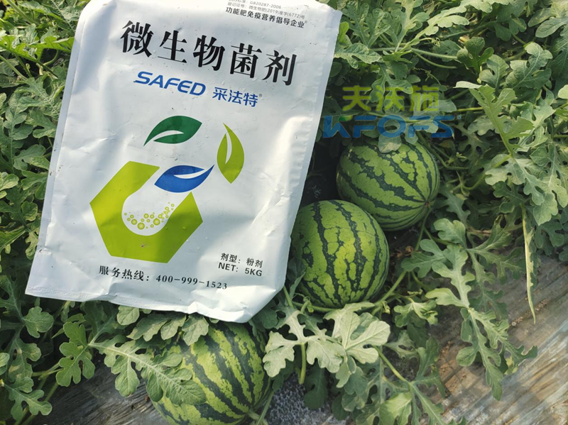 种西瓜用什么肥料好-采法特菌剂.png