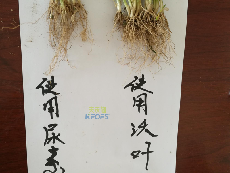 小麦拔节期用什么肥-沃叶效果对比.png