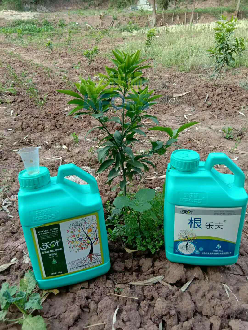 生根剂使用方-沃叶柑橘.png