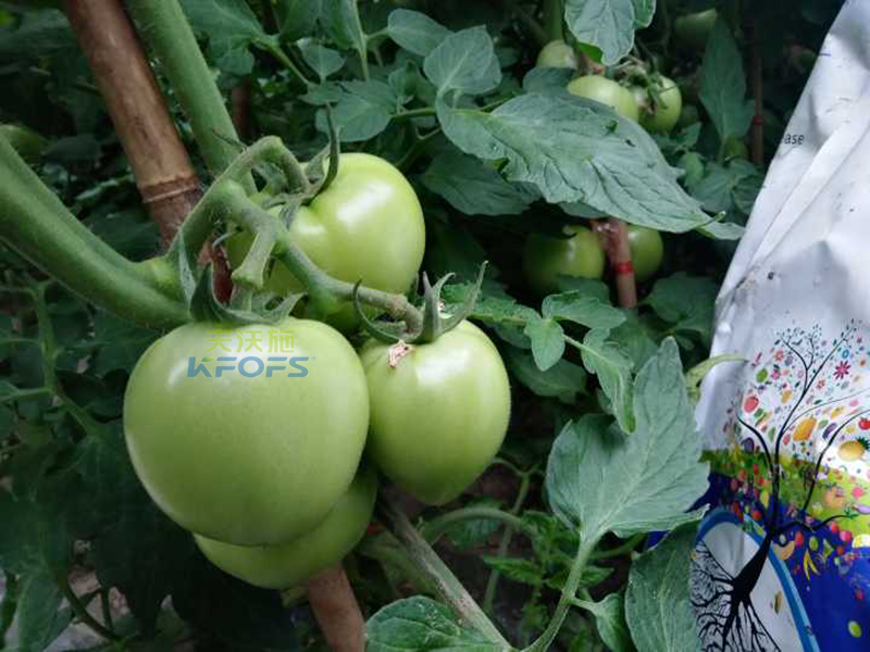 种番茄用什么肥1.png