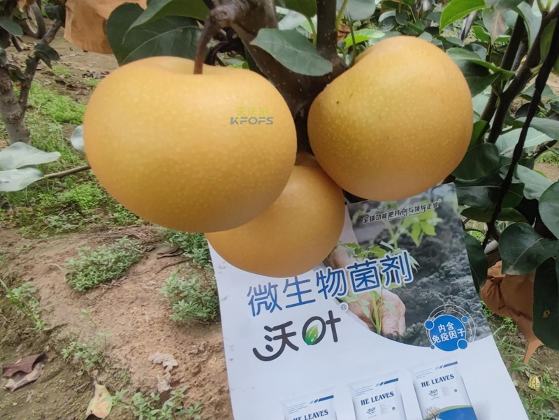 果实施肥-秋月梨用沃叶菌剂.png
