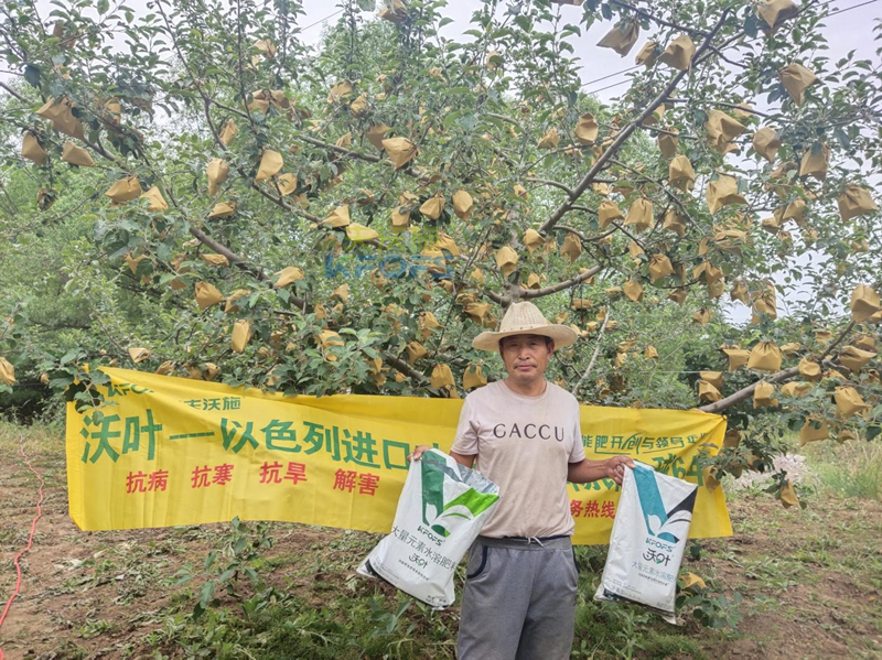 苹果用什么水溶肥好-沃叶水溶肥.png