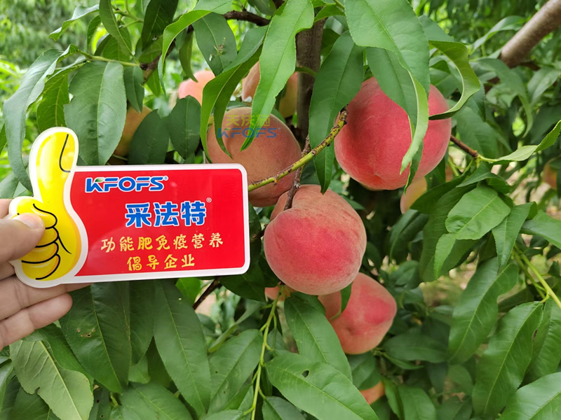 桃树施什么肥桃子甜-采法特水溶肥1.png
