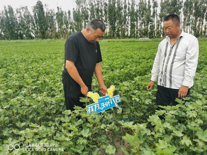 棉花施什么肥产量高-沃叶水溶肥.png