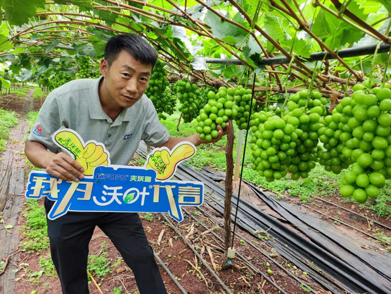 新栽葡萄施肥技术-沃叶水溶肥.png