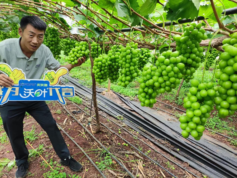 葡萄树施什么肥-沃叶水溶肥系列.png