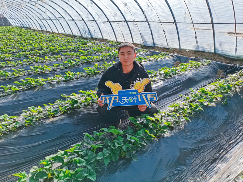 草莓施用水溶肥效果怎么样-沃叶水溶肥.png