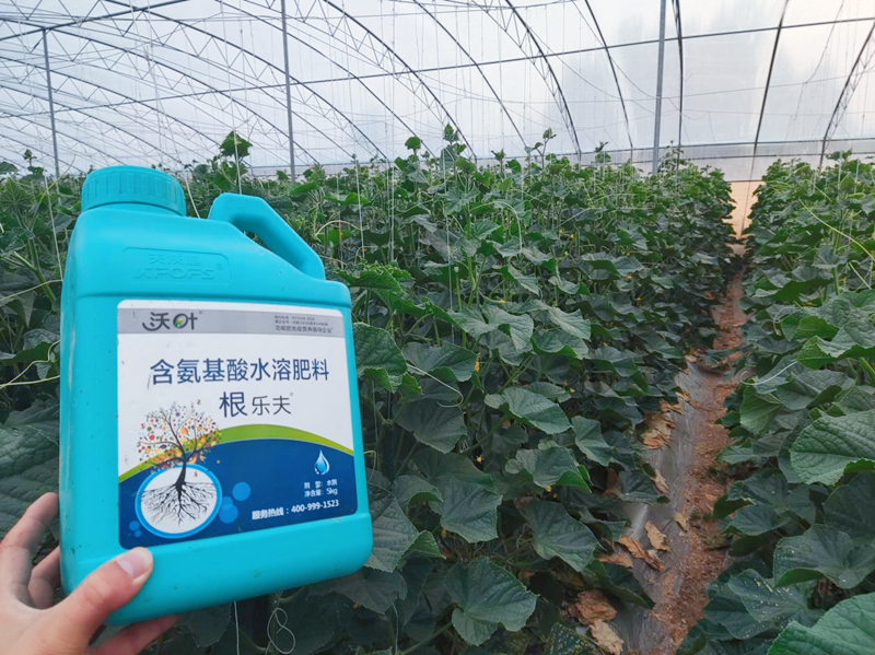 黄瓜施用水溶肥效果怎么样？