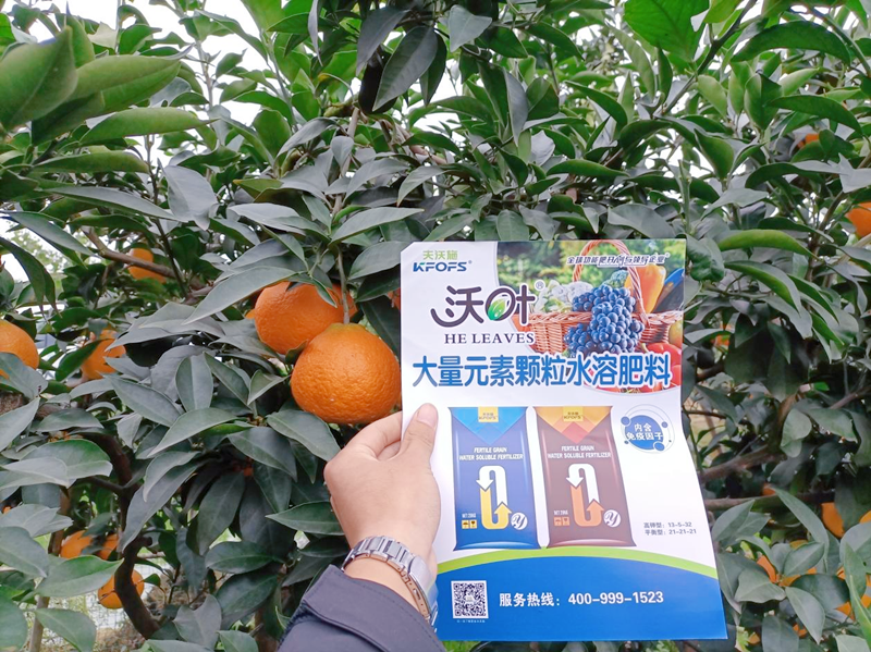 柑橘树施什么肥料好-沃叶颗粒水溶肥.png