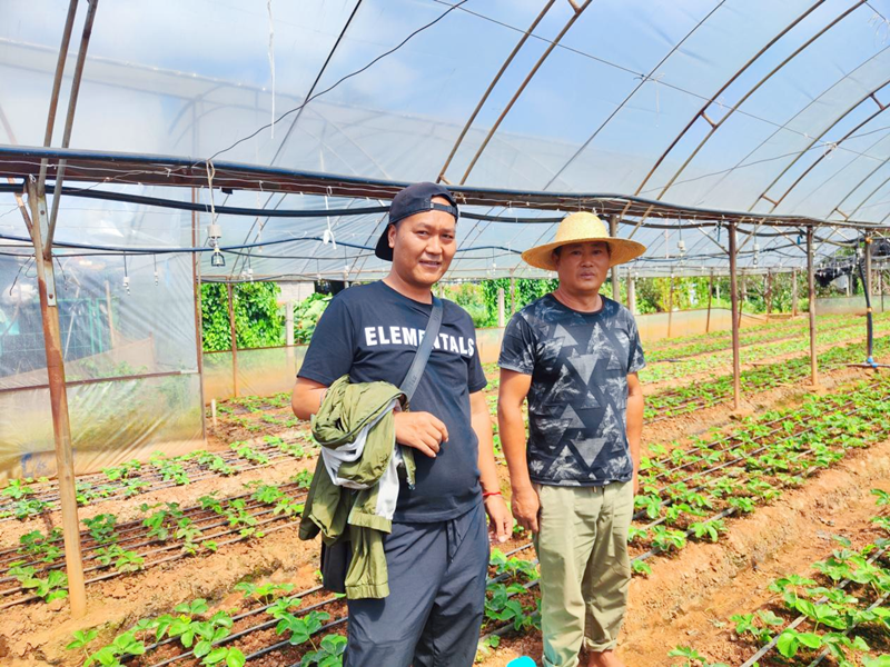 草莓施肥用什么肥料好-沃叶水溶肥系列.png