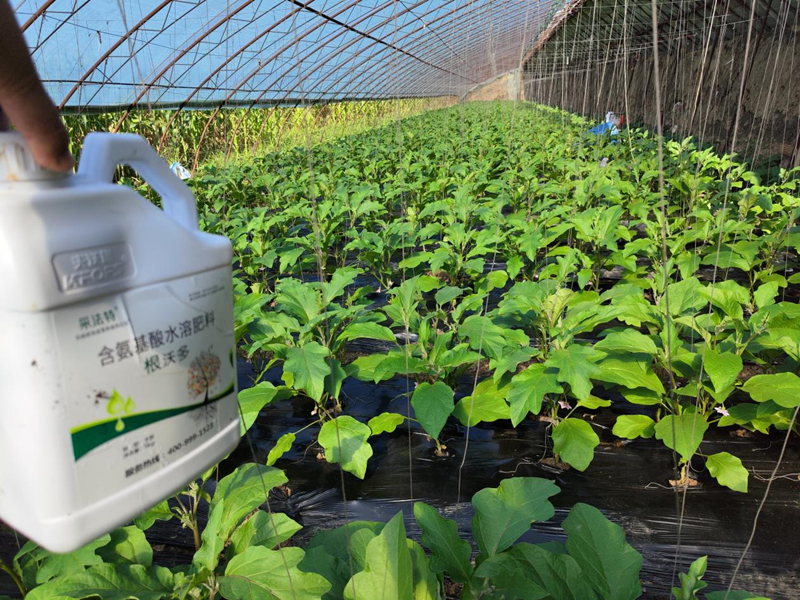 茄子用什么肥料产量高-采法特根沃多.png