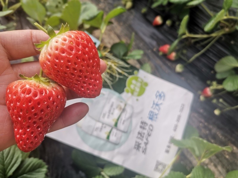 生根剂-草莓用采法特根沃多果个大.jpg