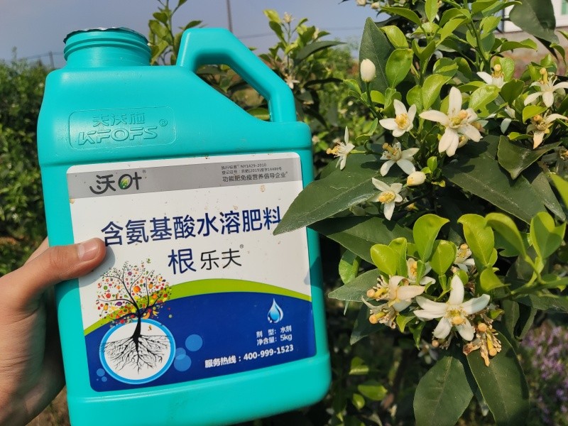 生根剂选哪个？