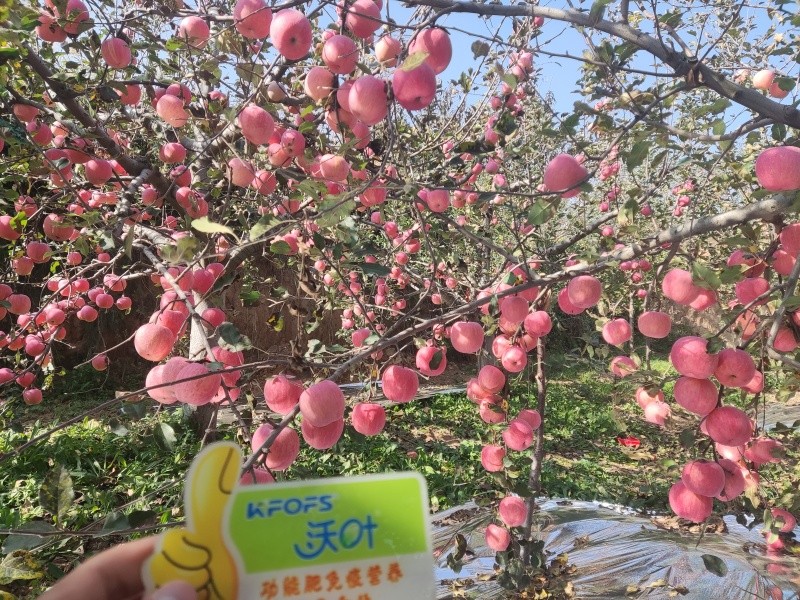 叶面肥哪款好？