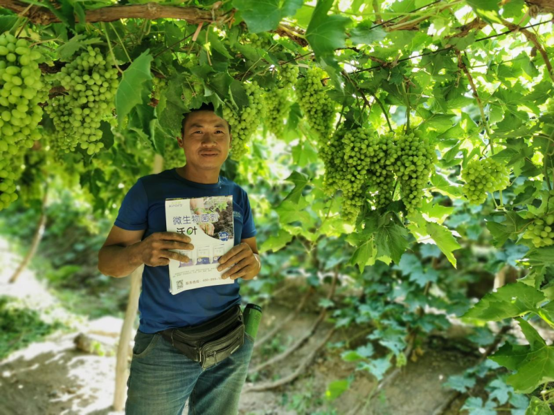 土壤板结的原因及解决办法-沃叶微生物菌剂.png