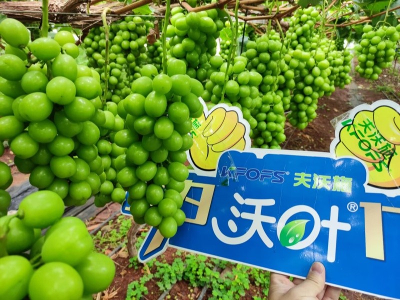 水溶肥选对了，葡萄种植不用愁