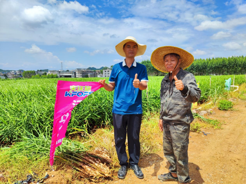 鱼蛋白水溶肥-广西大姜用户见证.png