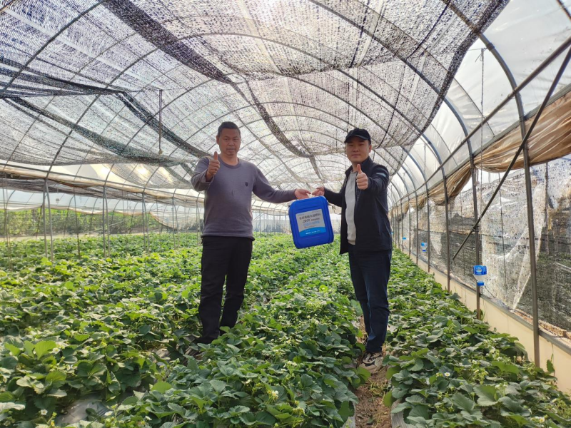 草莓施肥技术与管理-沃叶鱼蛋白水溶肥.png