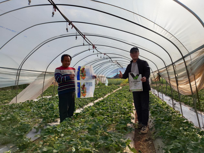 草莓施肥技术与管理-夫沃施功能水溶肥.png