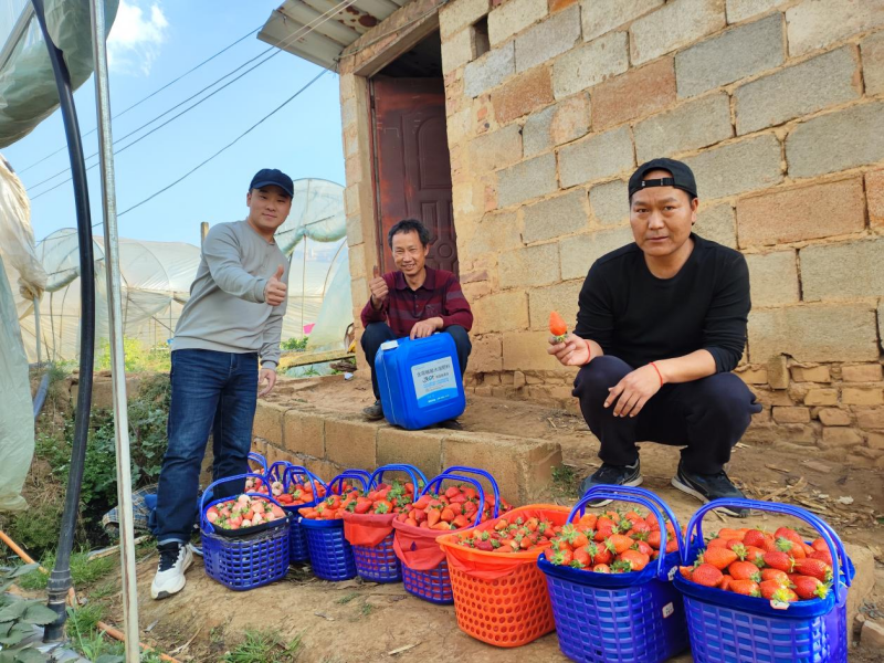 草莓怎么种植方法-沃叶水溶肥草莓_副本.png