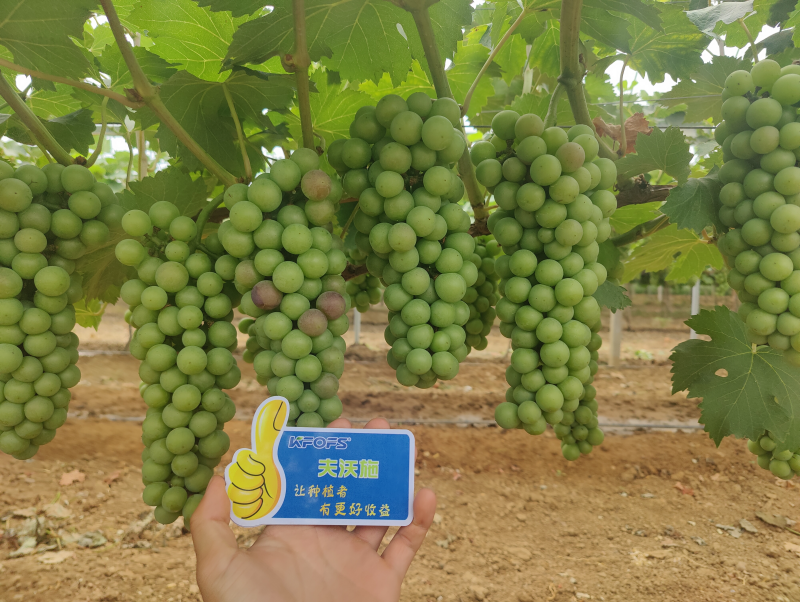 葡萄膨大期施肥诀窍-夫沃施功能水溶肥.png