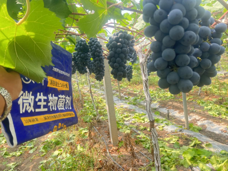 微生物菌剂-葡萄用沃叶消茬健土14元素效果.png