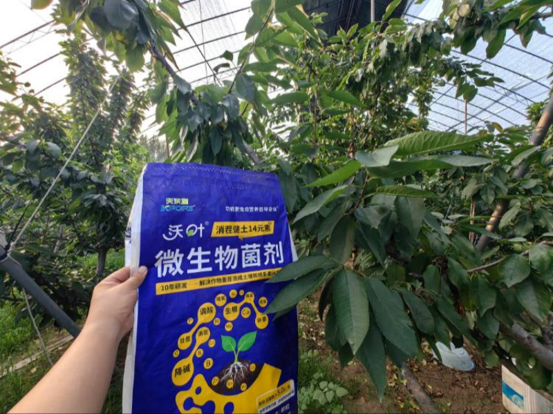 樱桃树施肥用什么肥料—樱桃用沃叶消茬健土14元素效果.png