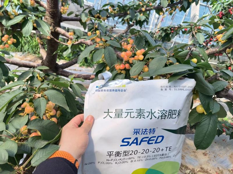 樱桃树施肥用什么肥料—樱桃用沃叶消茬健土14元素效果.png