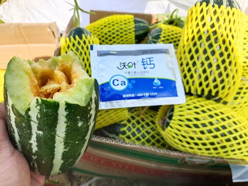 钙肥在甜瓜上的使用效果.jpg