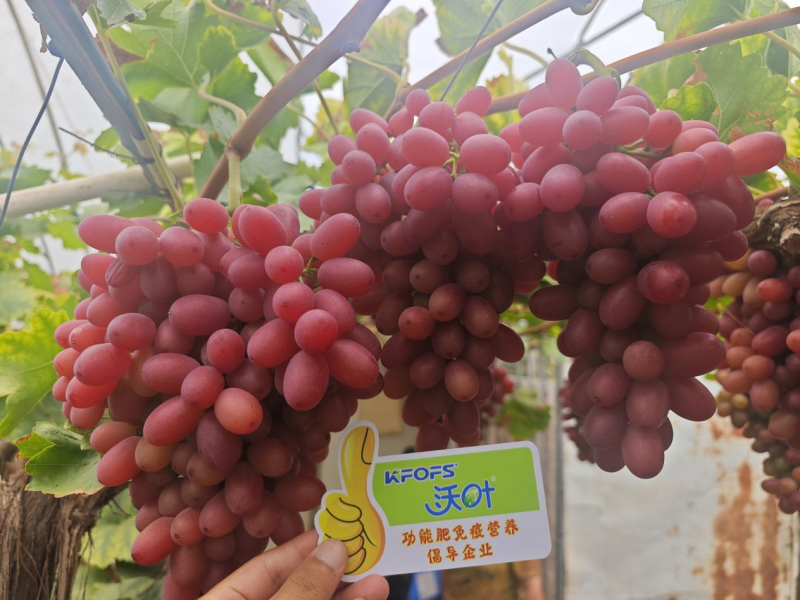 葡萄采收后施什么肥好— 红提用沃叶水溶肥效果.png