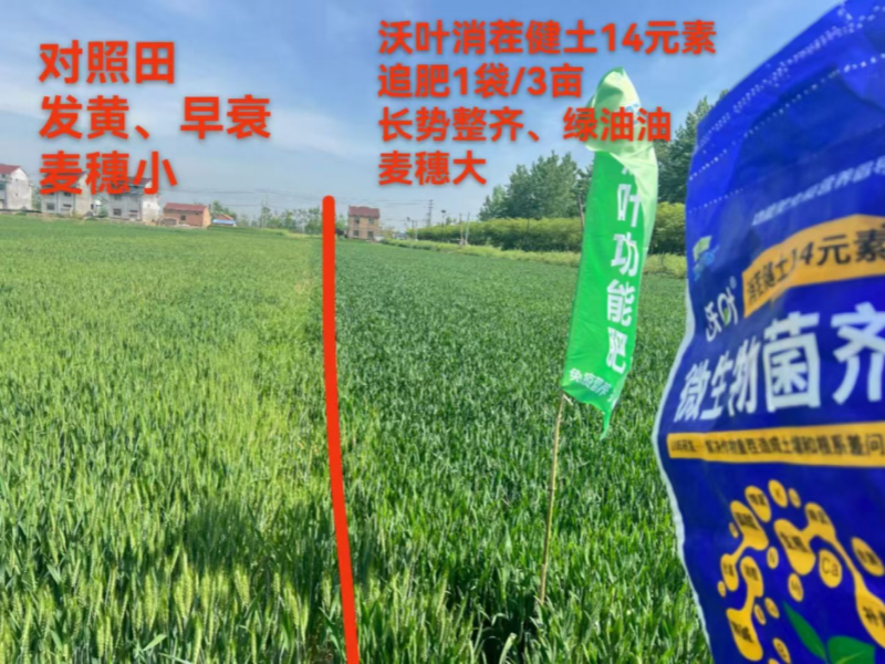 微生物菌剂-小麦用沃叶消茬健土14元素和未用的效果对比.png 微生物菌剂-小麦用沃叶消茬健土14元素和未用的效果对比.png